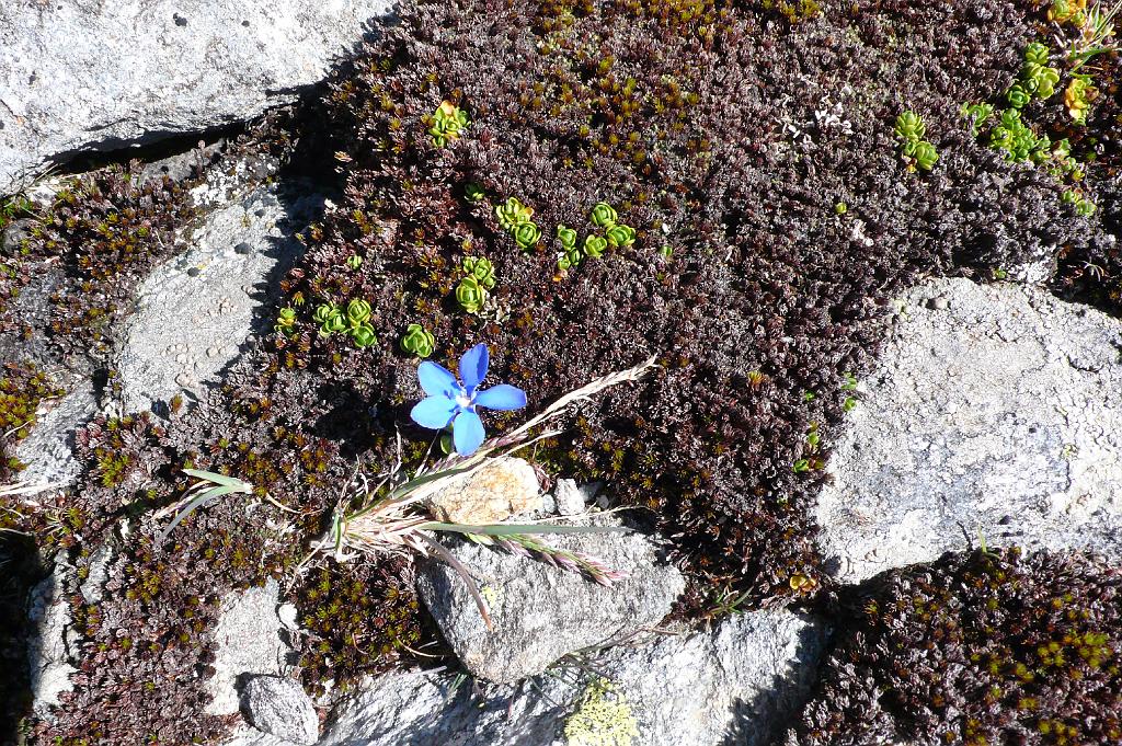 2008-08-02-11.21.31 Ofenhorn 